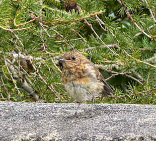 Glenveagh National Park