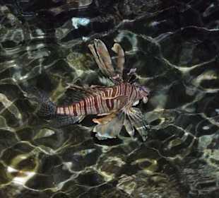 Nachtleben der Tierwelt