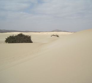 Dünen bei Corralejo