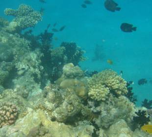 Море(под водой)