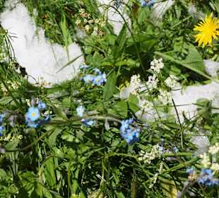 Flores