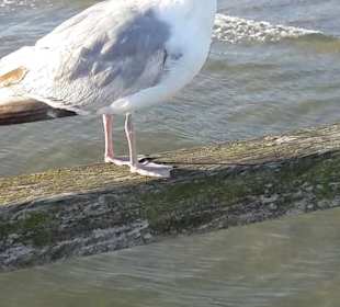 Boltenhagen an der Ostsee 