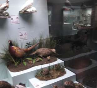 Zoologisches Museum