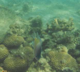 Underwater world of the hotel beach