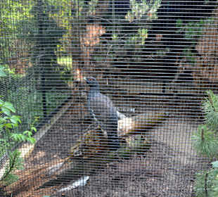 Zoo