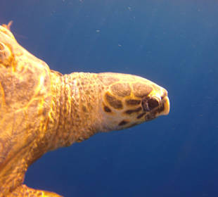 Besuch einer Schildkröte am Riff