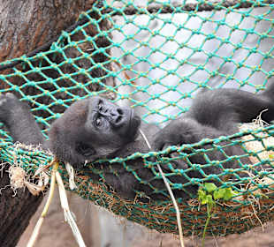 Gorilla