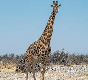 Stolzes Giraffenmännchen am DikDik-Drive