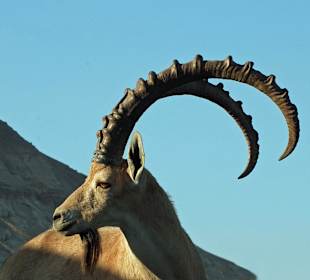 So close you ca get to them!