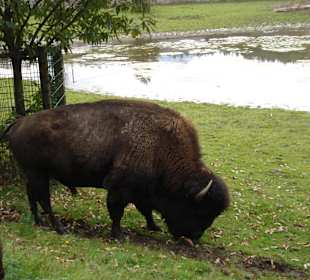 Bison