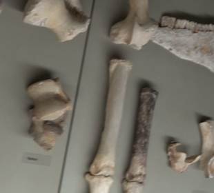 Archäologisches Museum