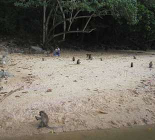 Jest i zakątek dla małp