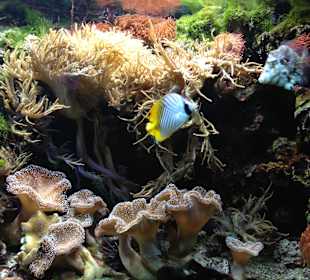 Salzwasseraquarium