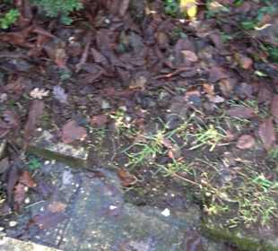 Lourdesgrotte Sonderbuch