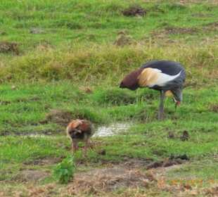 Tsavo West / - Ost / Amboselli