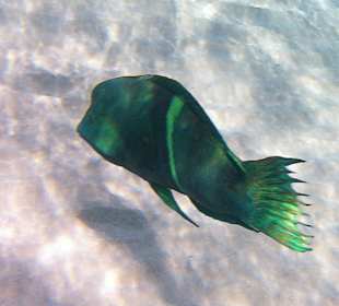 Schnorcheln Makadi Bay