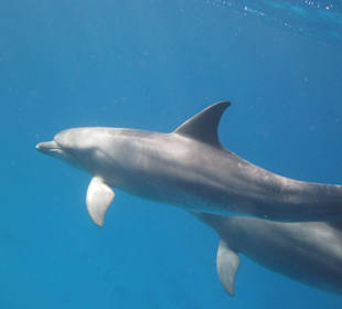 Schwimmen mit Delphinen