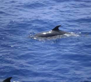 Delfine