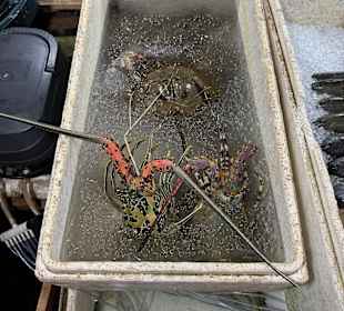 Lebende frische Hummer