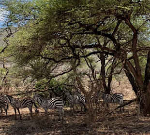Schattiges Plätzchen im Tsavo West