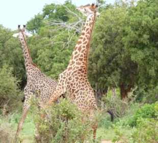 Giraffen beim Liebe machen