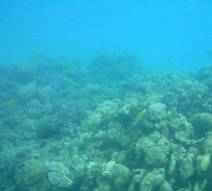 Viele schöne Fische