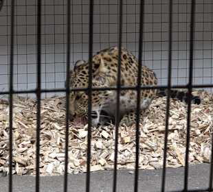 Zoologischer Stadtgarten