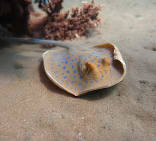 Schnorcheln Makadi Bay