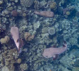 Schnorcheln Makadi Bay