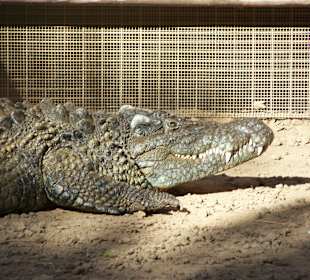 Gady w Jungle Park (cz. 1).