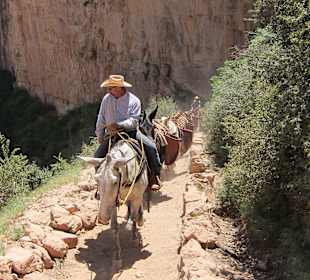 Grand Canyon - Mulitreck