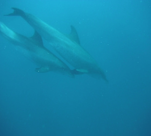 Traumhaft - Delfinausflug Mai 2014