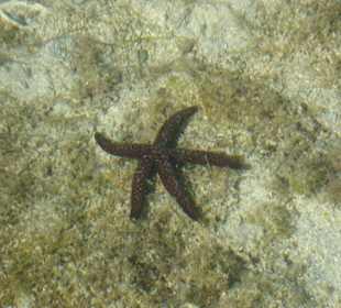 Seestern im knöcheltiefen Wasser