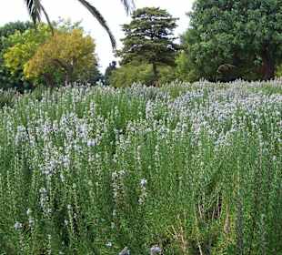 I giardini