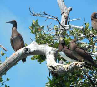 1. Abstecher Mangrovenwäldern