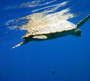 Wunderschöne Unterwasserwelt