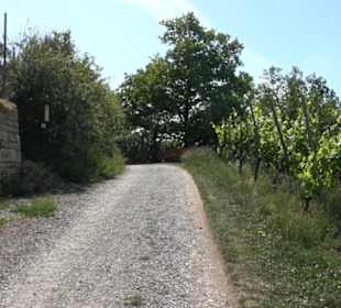 Früchtetrauf - Wurmlinger Kapellenwegle