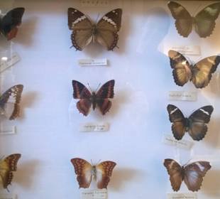 Wystawa najpiękniejszych, wyselekcjonowanych motyli