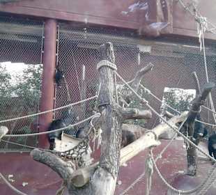 Spiel der Schimpansen