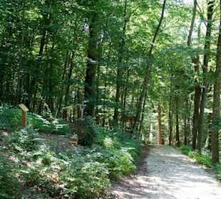 Wald Wunder Weg Neuler