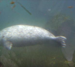 Seerobbe mal in Unterwasserperspektive