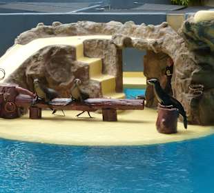 Seelöwen machen richtig Action