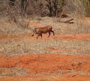 Julius Tact / JT Safaris 