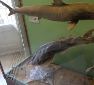 Naturhistorisches Museum