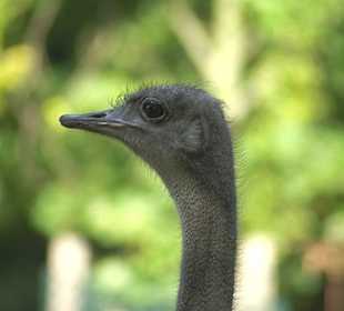 Mit dem Objektiv kriegt er mich nie