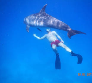 Delfinausflug mit Mo