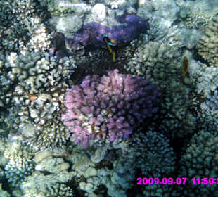 Korallen am Hotel Grand Makadi