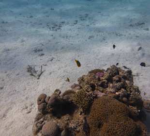 Einmalie Erlebnisse mit Mo´s Delfinen