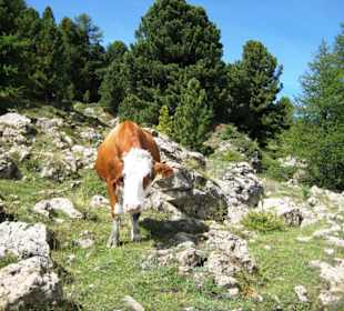 Muh, ich bin keine "MILKA-Kuh"
