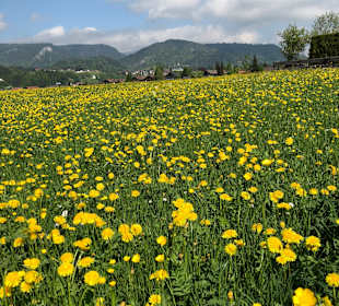 Frühling in Oberstdorf 